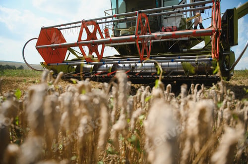 Preview: Combine harvester harvests ripe wheat. agriculture