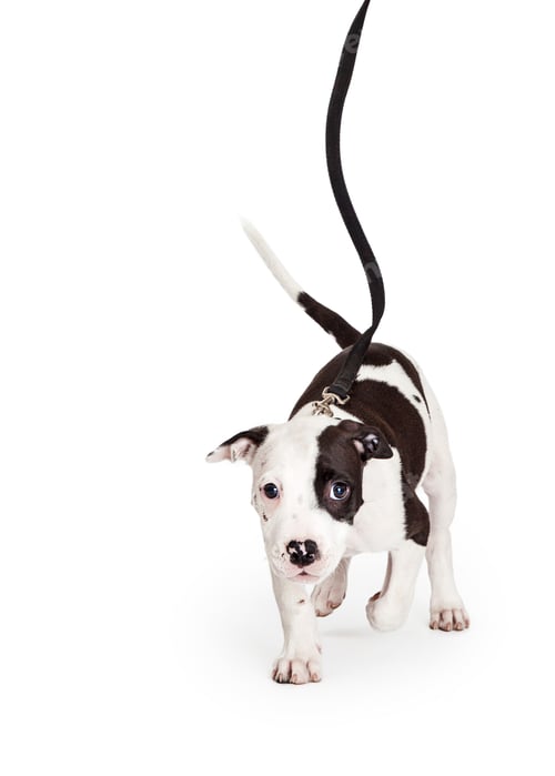 Preview: Cute Puppy Walking on Leash