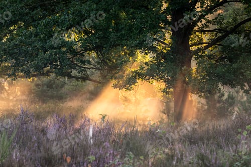 Preview: morning sunrays through oak tree and heather