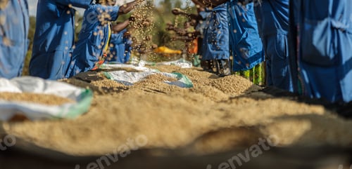 Preview: Workers sorting and processing in coffee factory