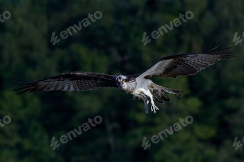 Preview: Osprey (Pandion haliaetus)