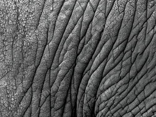 Preview: Closeup shot of an elephant skin