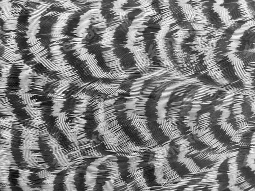 Preview: Spruce grouse feathers nature pattern background