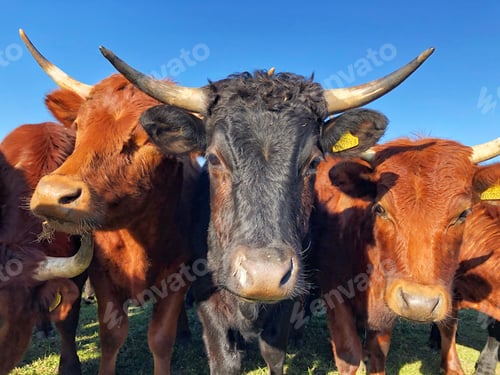 Preview: Close up of the head and horns of a herd of dairy or beef cows in a funny farm image