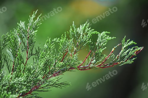 Preview: Thuja, a coniferous plant of the Cypress family. Thuja occidentalis, Thuja plicata. Green branch