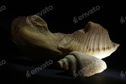 Preview: snail fossil on black background