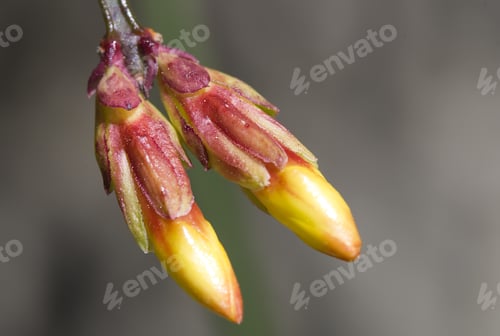 Preview: Closeup shot of Winter Jasmine - Jasminum nudiflorum buds