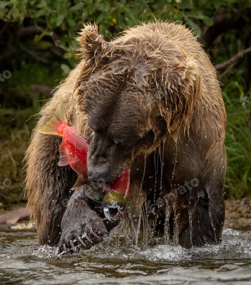 Preview: Brown Bear Fishing for Salmon in Katmai, Alaksa