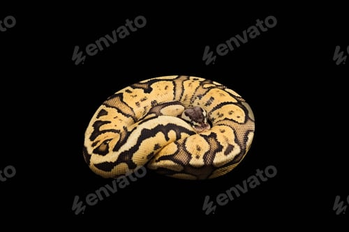 Preview: Female Ball Python. Firefly Morph or Mutation