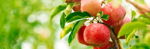 Red Apples on a Branch with Green Leaves