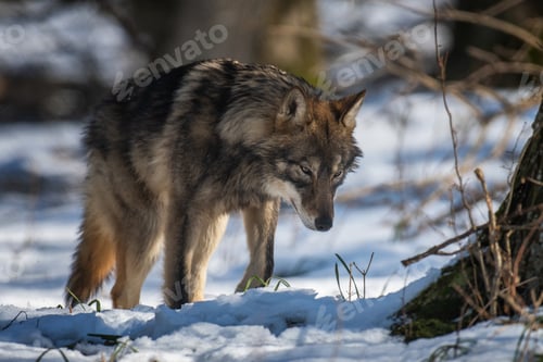 Preview: Wolf in the forest up close. Wild animal in the natural habitat