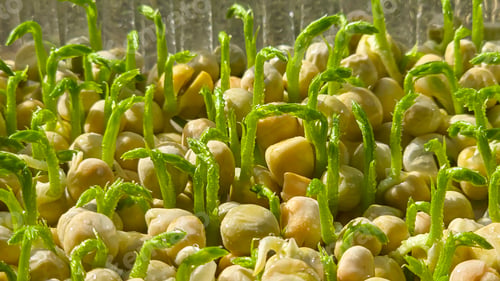 Preview: Microgreens. Growing Peas at Home. Pea Sprouts. Step-by-Step Instructions.