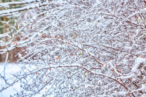 Preview: Amazing view of frozen bush covered with snow.