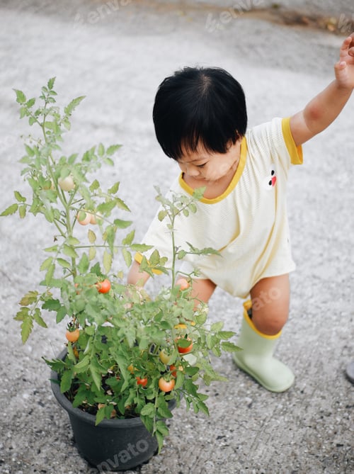 Preview: Tomato picking