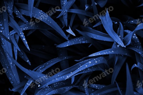 Preview: Close-up shot of dense grassy stems with dew drops