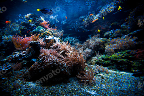 Preview: Colorful Tropical Reef Landscape. Life in the ocean