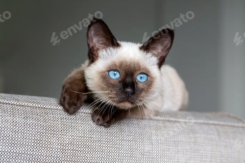 Preview: Cute kitten siamese cat indoor