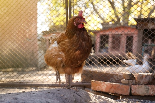 Preview: One beautiful hen in yard. Domestic animal