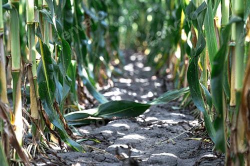 Preview: Natural background with growing leaves of corn.