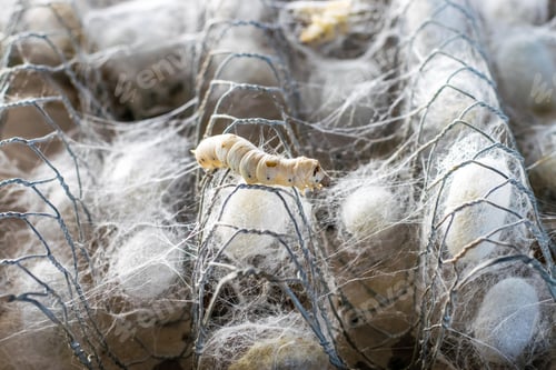 Preview: white silk cocoon, silky, fiber