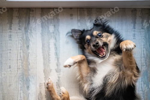 Preview: Cute, funny, playful dog lying with paws up on floor. Smiling muzzle. Concept of motion, movement, p