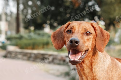 Preview: Rhodesian Ridgeback dog outdoor portrait