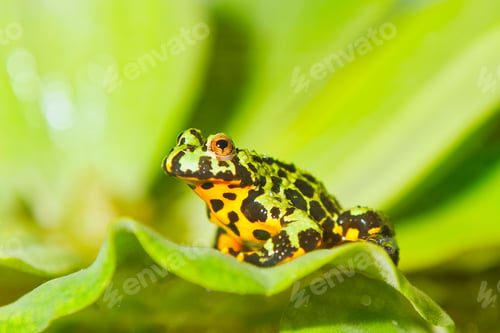 Vista previa: Frog Oriental fire-bellied toad (Bombina orientalis) sitting on green leaf