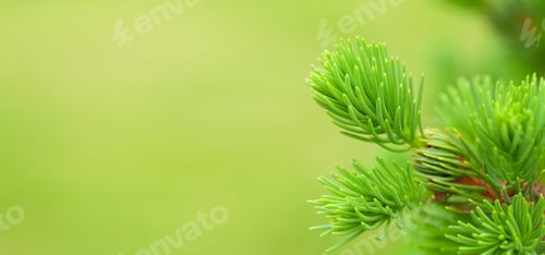 Preview: Fir tree branch on green background