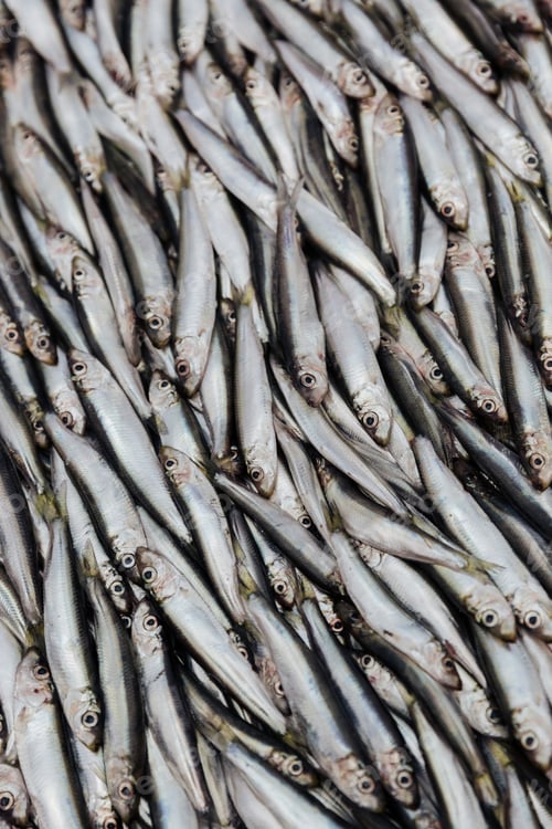 Preview: Pile of sprats