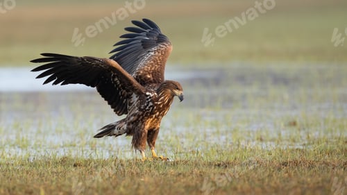 Preview: Juvenile white-tailed eagle landing on floodplain with frost