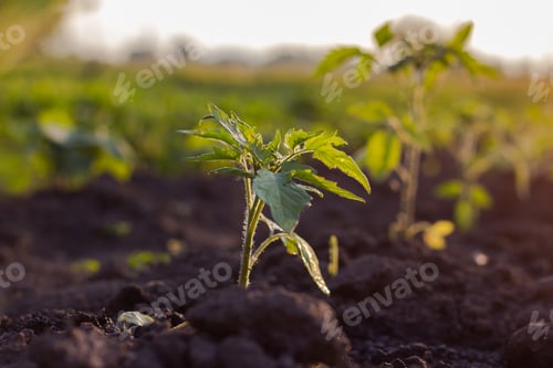 Preview: Little tomato seedling growing in soil