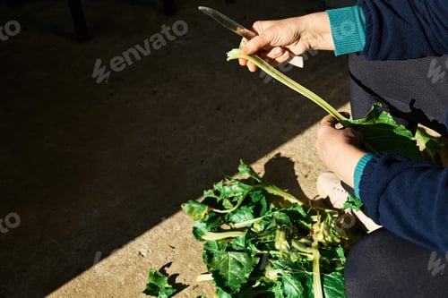 Preview: Hands of elderly woman gardener cleaning mangold harvested in her vegetable garden.