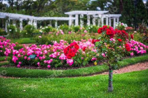 Preview: Rose Garden Walk, Palermo, Buenos Aires, Argentina, South America