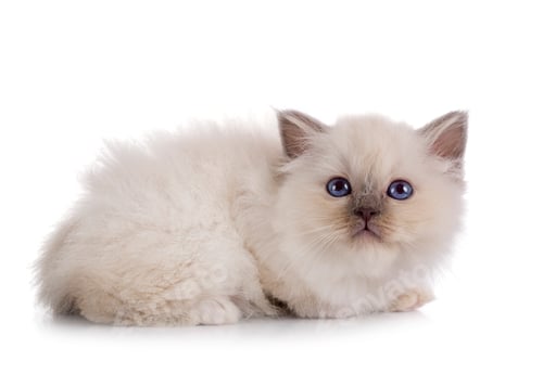 Preview: birman kitten in studio