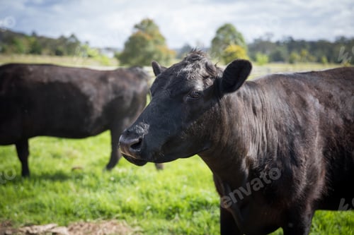 Preview: Moo moo