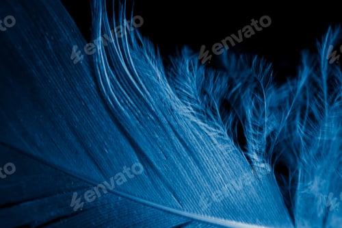 Preview: macro photo of blue hen feathers. background or textura