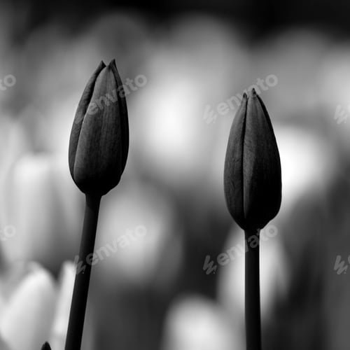 Preview: Two Tulip Buds Before Blooming Black and White