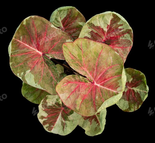 Preview: Beautiful colorful caladium on Black background isolate with clipping path. Queen