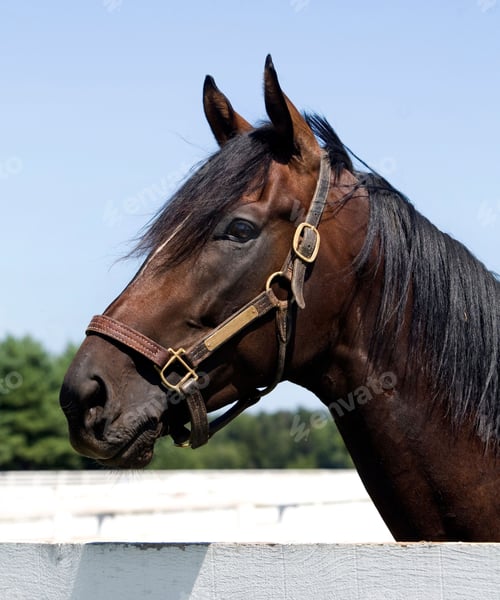 Preview: horse, mare, wilderness, stallion