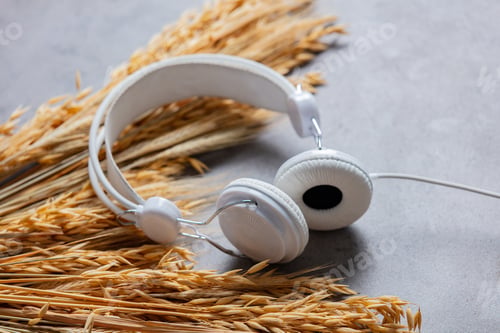 Preview: Golden wheat spikelets and headphones on gray background