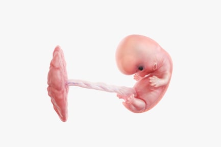 Preview: 8-Week Fetus with Placenta, Anatomy Illustration