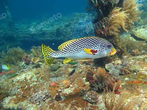 Preview: Thriving coral reef alive with marine life and shoals of fish,