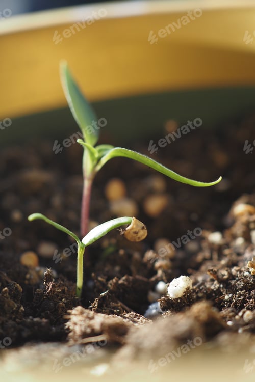 Preview: A Young Plant Seedling is happily Growing in its Potting Soil, thriving and flourishing
