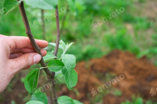 Preview: An apple tree seedling in the garden is prepared for planting in the open ground. Fruit tree from th