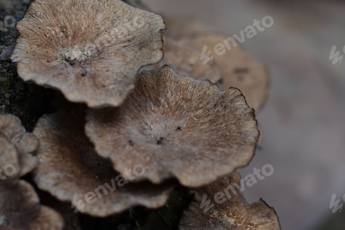 Preview: Mushrooms growing on a tree stump