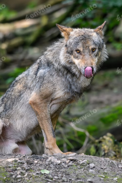 Preview: Gray wolf, Canis lupus, in the summer light, in the forest