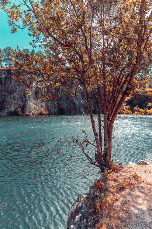 Preview: Tree growing on the edge of a flooded quarry