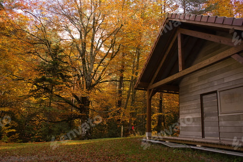 Preview: Autumn colorful forest. Irati, Navarre, Spain.