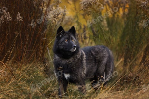 Preview: A black wolfdog with yellow eyes, standing in tall grass.