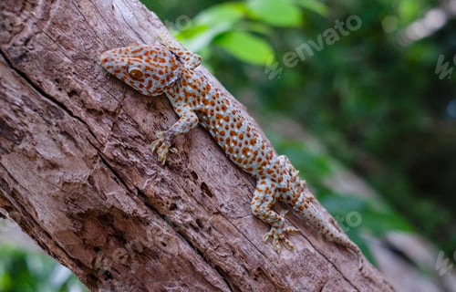 Preview: Tokay gecko clings into a tree on green blurred background